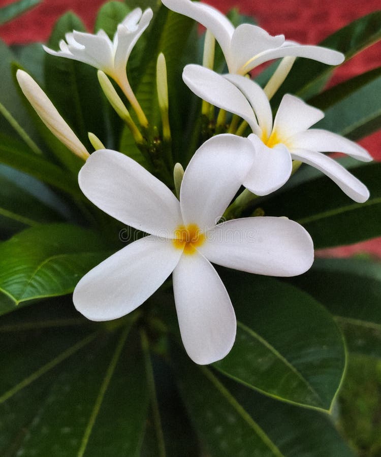 A beautiful macro shot of gardenia taitensis.